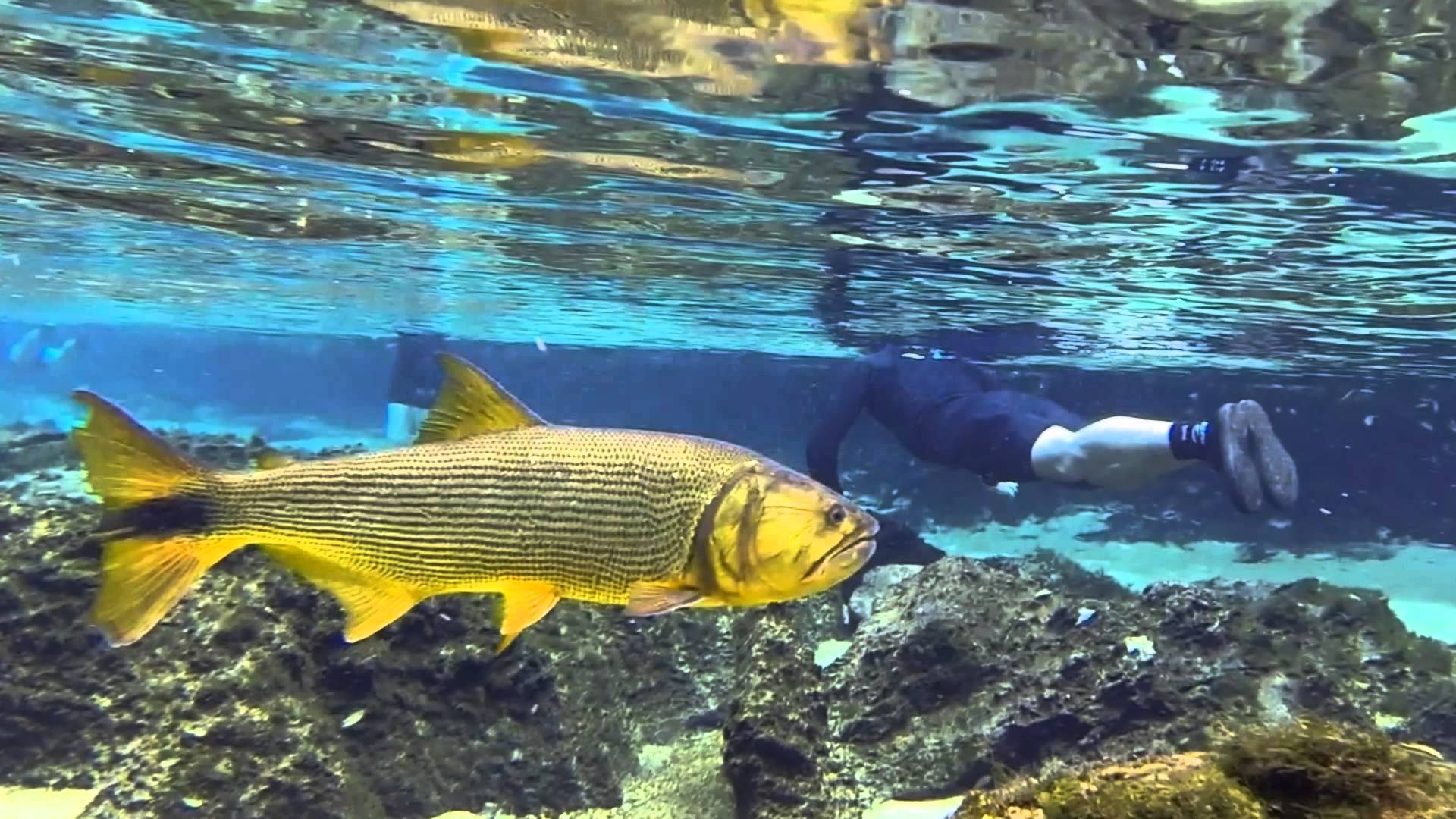 Bonito – Grupo de Santa Maria